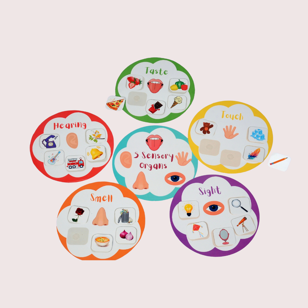 Sensory Organs Ring Binder - Little Learners World