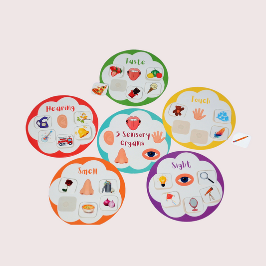 Sensory Organs Ring Binder - Little Learners World
