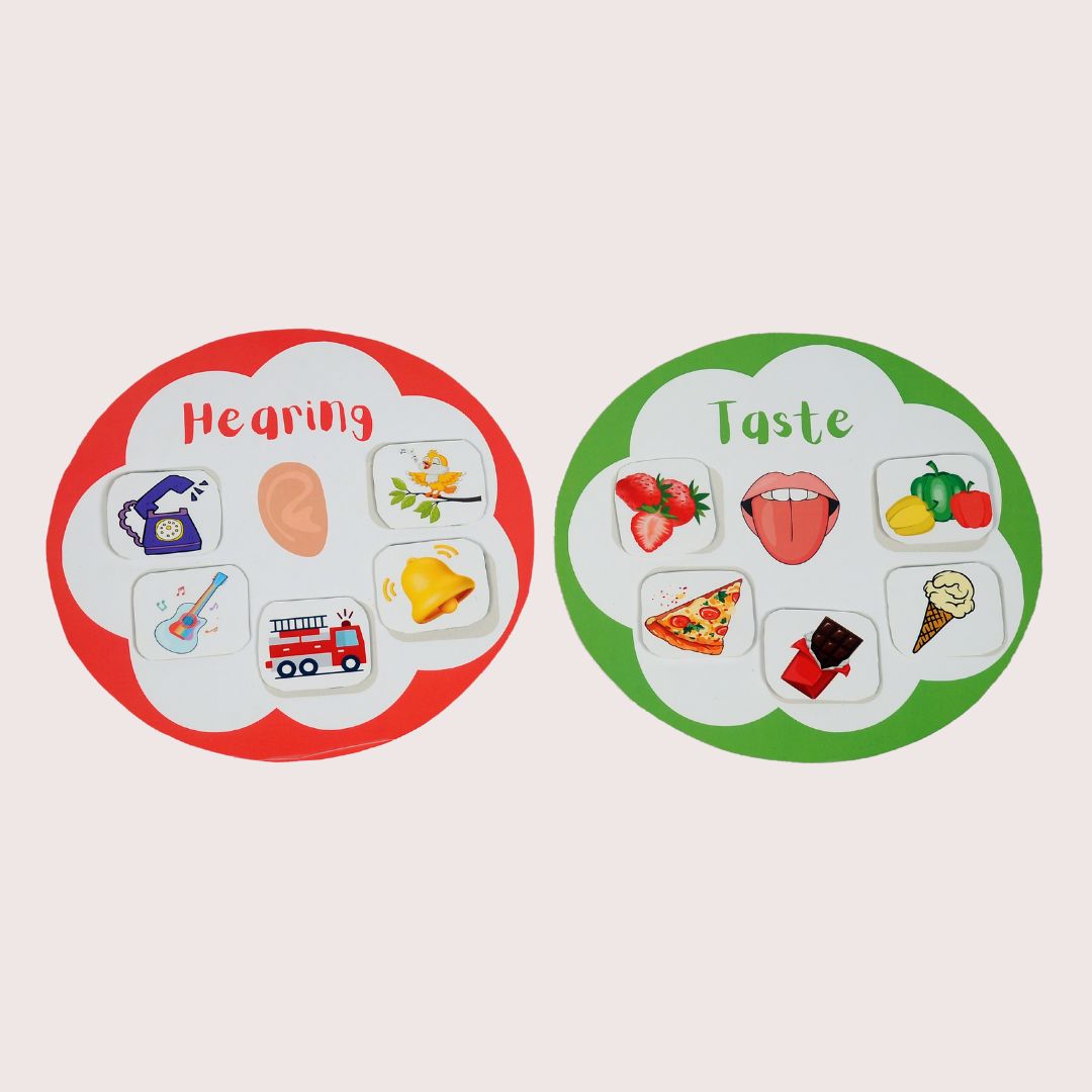 Sensory Organs Ring Binder - Little Learners World